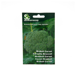 Seme Brokoli Corvet