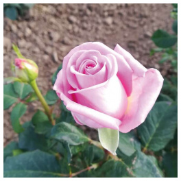 Sadnica ruža čajevka Kiano, roza